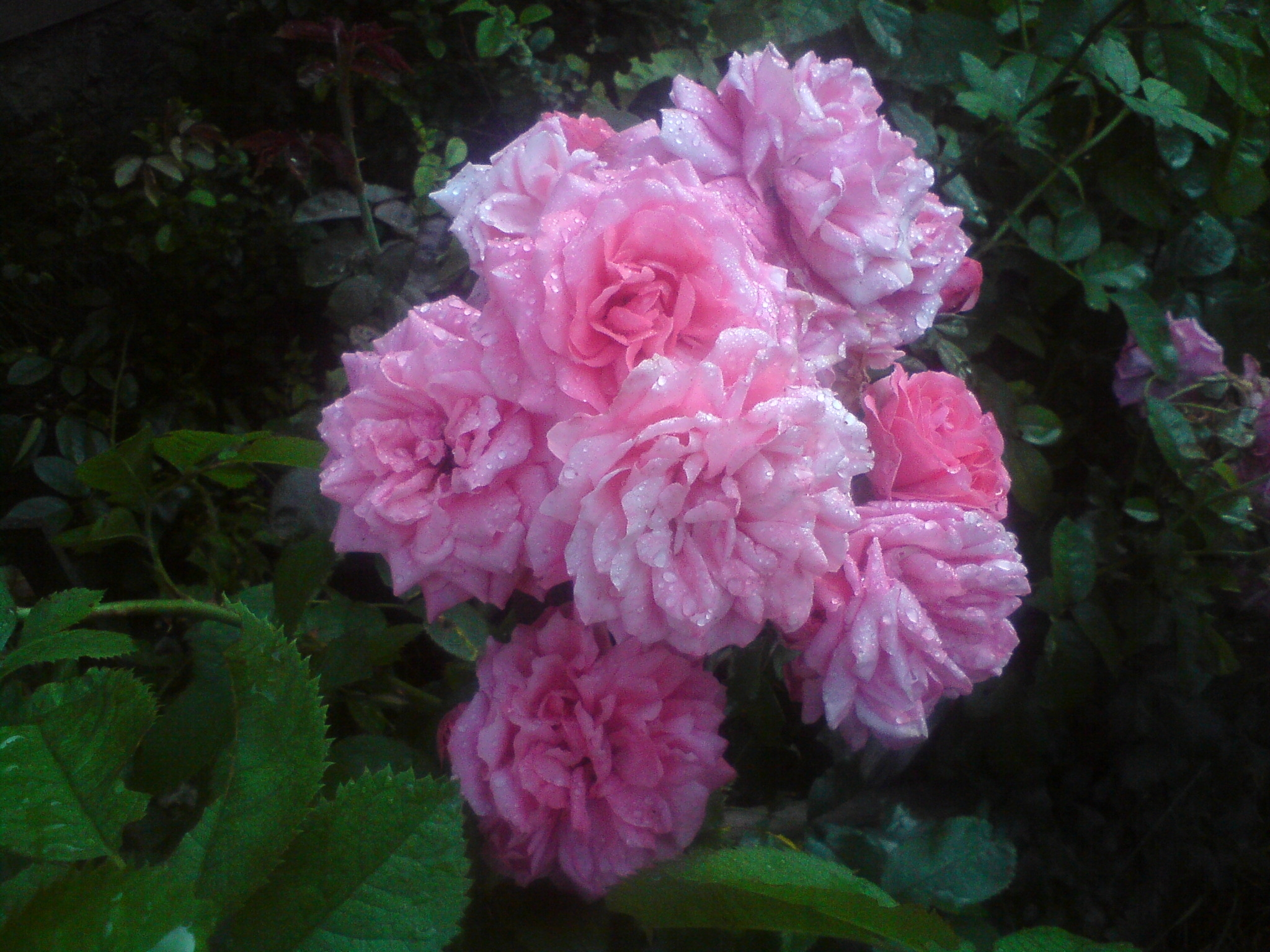 róza rabatowa