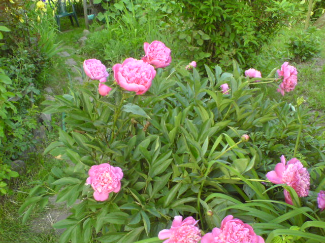 peonie