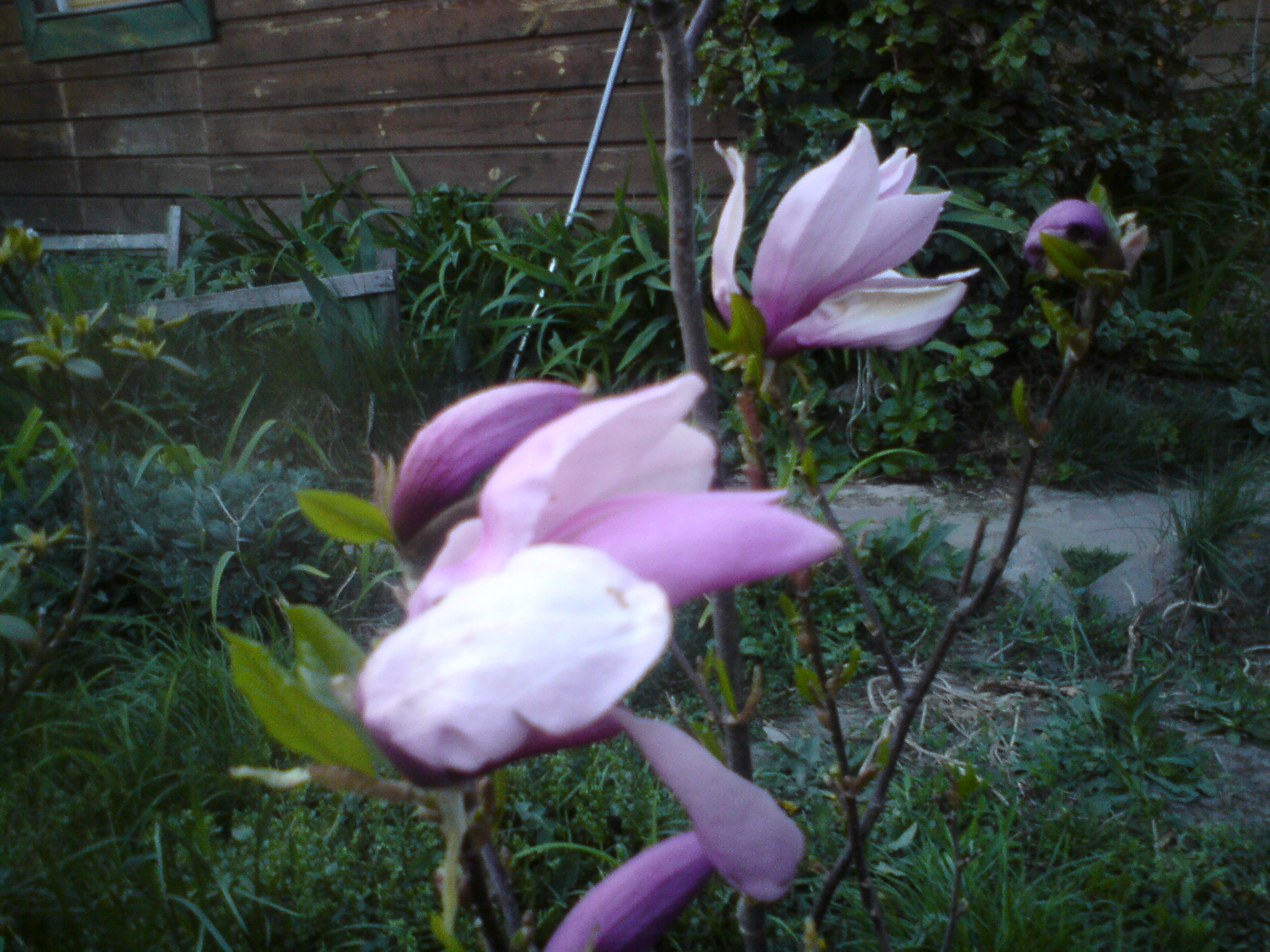 magnolia