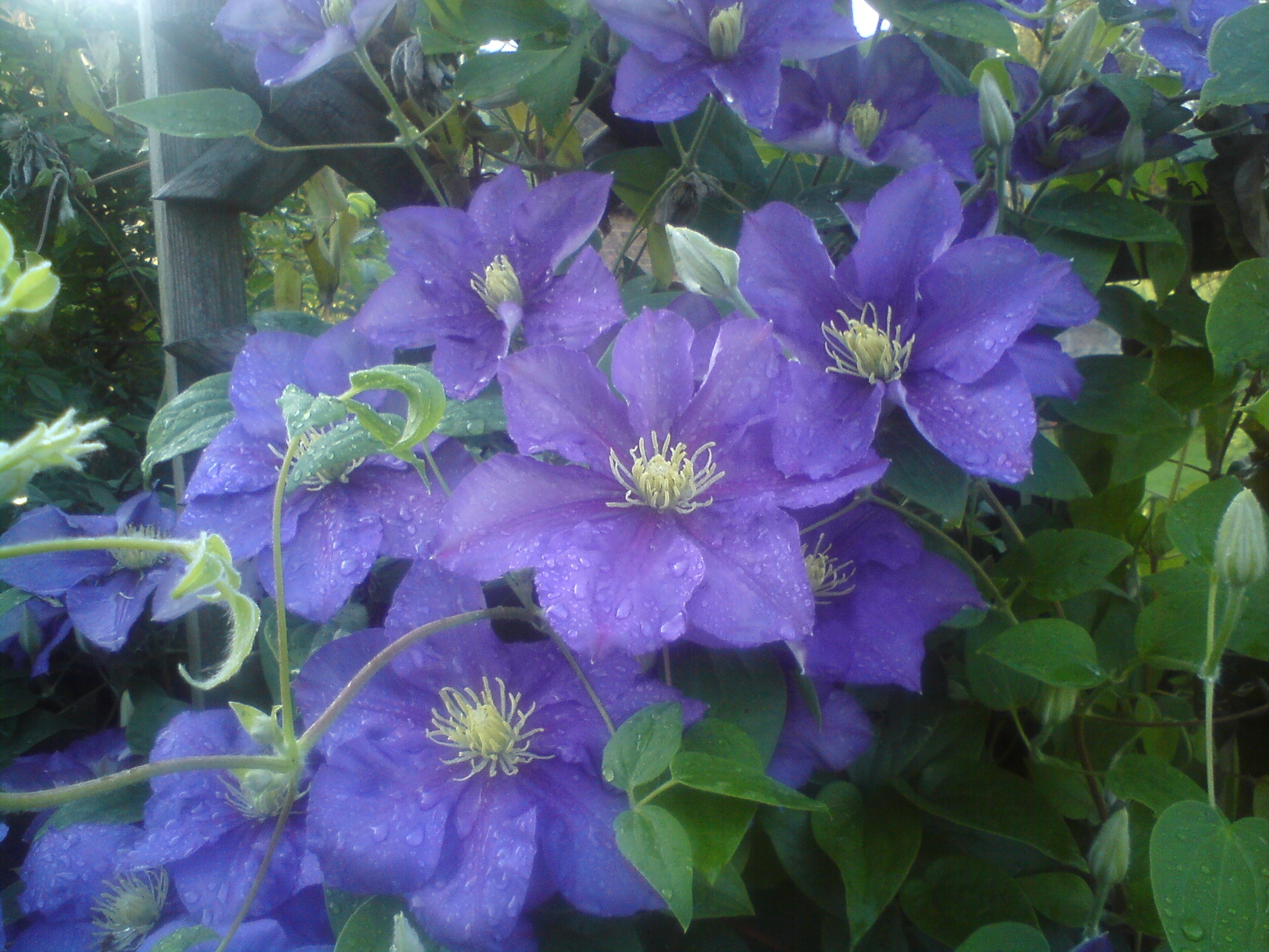 klimatis