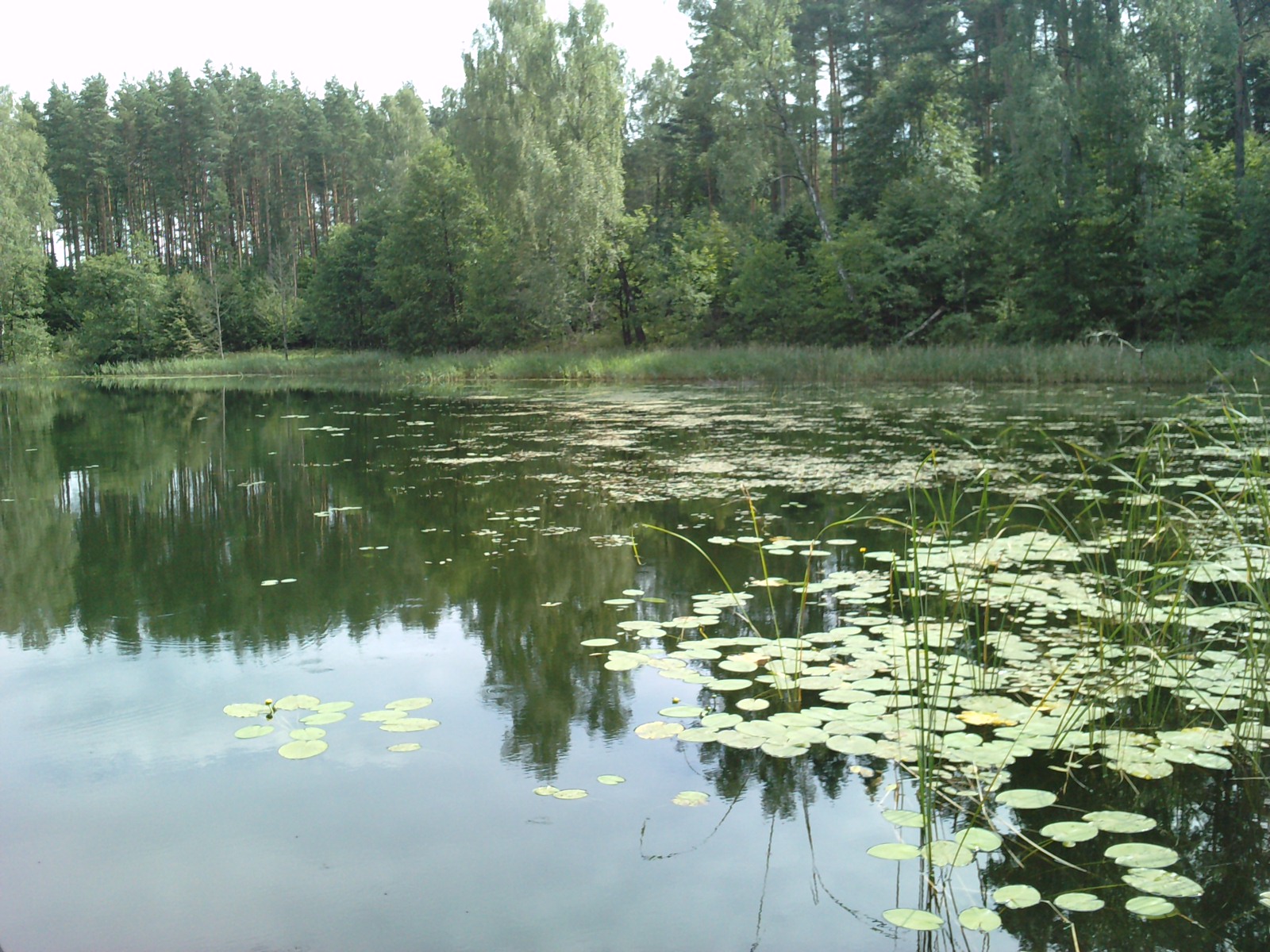 Zelwa