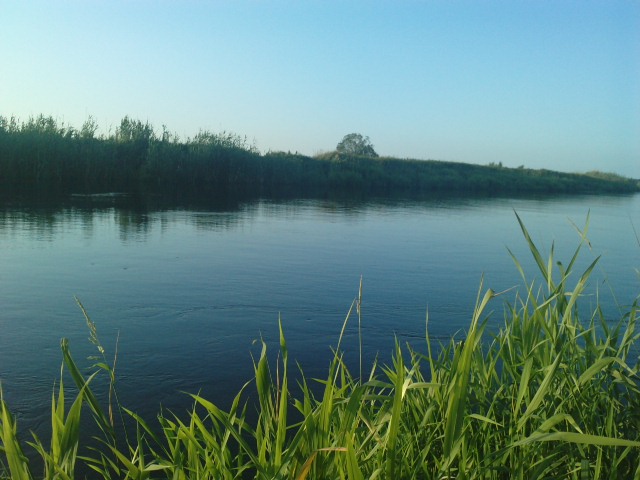 Narew
