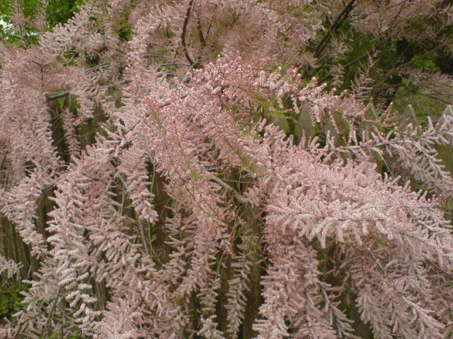tamaryszek