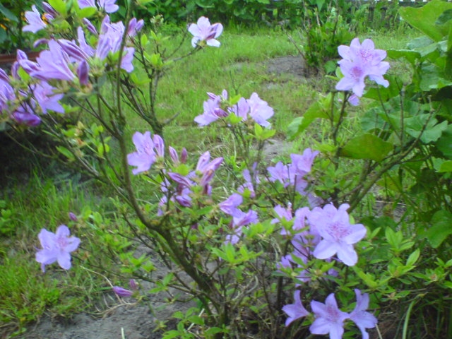 azalia