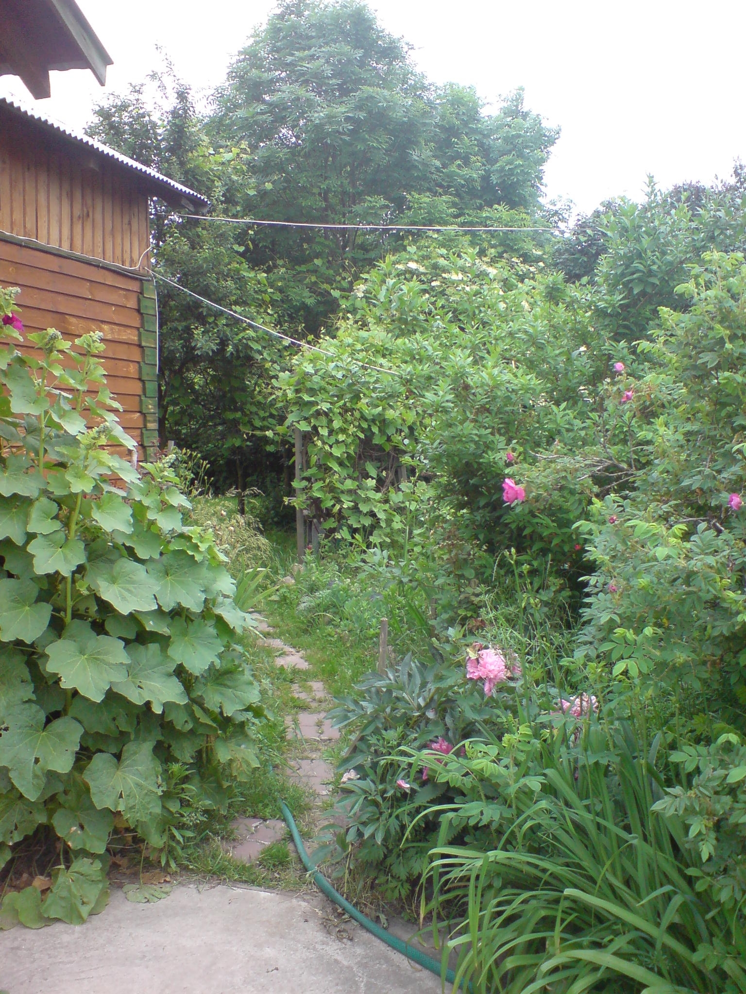 ścieżka